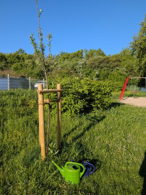 Nicht in 72 Stunden, aber in genau 72 Tagen haben wir unsere Nominierung zur Baumpflanz-Challenge der @feuerwehr_rauenberg umgesetzt. 😅🌳

Nominiert wurden wir am 28. August 2025, gepflanzt haben wir am 8. November 2025. 
Aber dafür haben wir nicht nur einen, sondern gleich drei Bäume auf dem Spielplatz Weißenberg gepflanzt. 🌳🌳🌳

Damit sie gut anwachsen, kümmern wir uns natürlich auch weiterhin ums regelmäßige Gießen.💧💚

#GrüneRauenberg #baumpflanzchallenge #bäumefürsklima #spielplatz #rauenberg